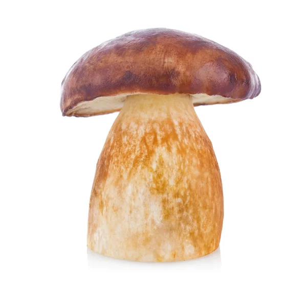 Cep (boletus edulis) — Stock Photo, Image