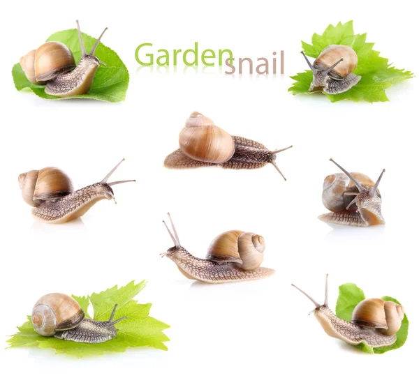 Set garden snail (Helix aspersa) — Stock Photo, Image
