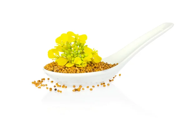 Seed and flower of mustard   in porcelain spoon — Stock Photo, Image