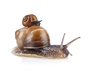 Bahçe salyangoz (helix aspersa) taksi