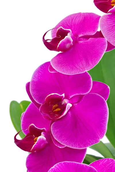 Orchid with green leaf — Stock Photo, Image