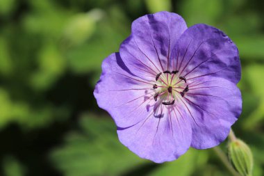Geranium 