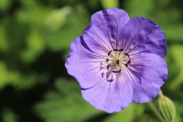 Geranien Rozanne Kranichschnabel Staudenpflanze Mit Blauer Blume — Stockfoto
