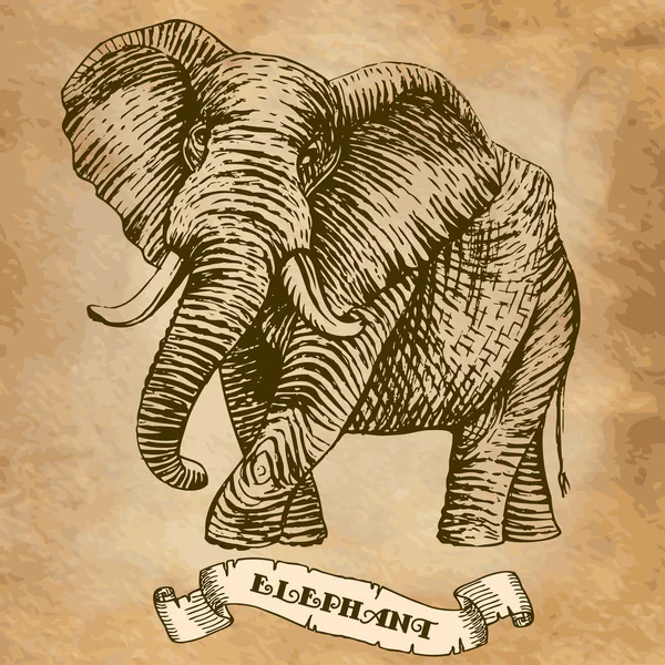 Elefant — Stock vektor