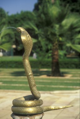 Golden Cobra clipart