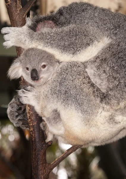 Baby koala Beer — Stockfoto