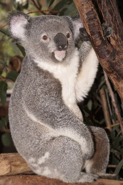 Koalabär — Stockfoto