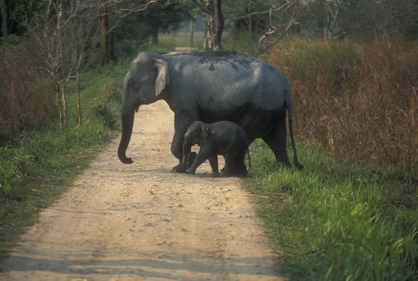 Vahşi bir fil ve yavru — Stok fotoğraf