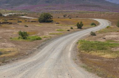 stabilize yol üzerinden çöl çiçek