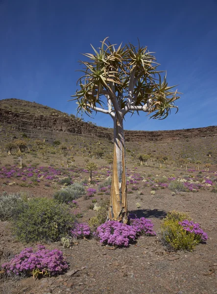 Árbol carcaj — Foto de Stock