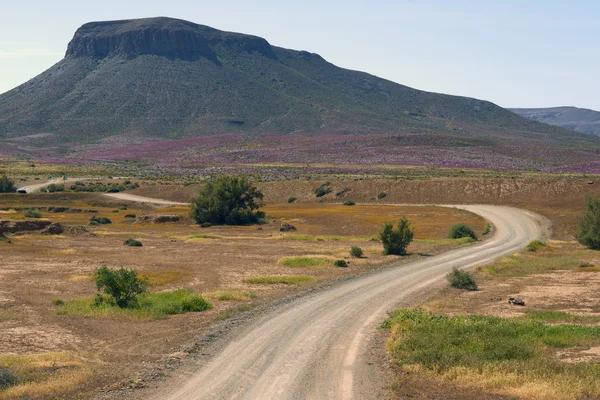 Road through desert in bloom — Stock Photo, Image