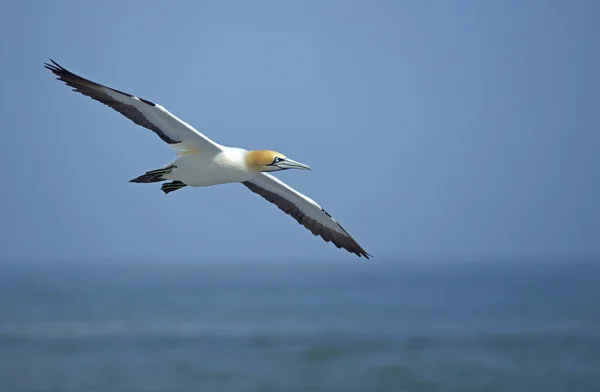 케이프 gannet — 스톡 사진
