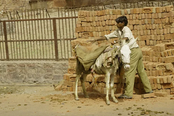 Mule op het werk — Stockfoto