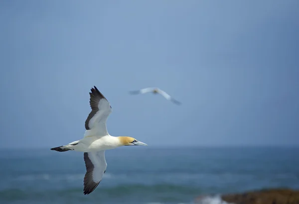 Cape gannet under flygning — Stockfoto