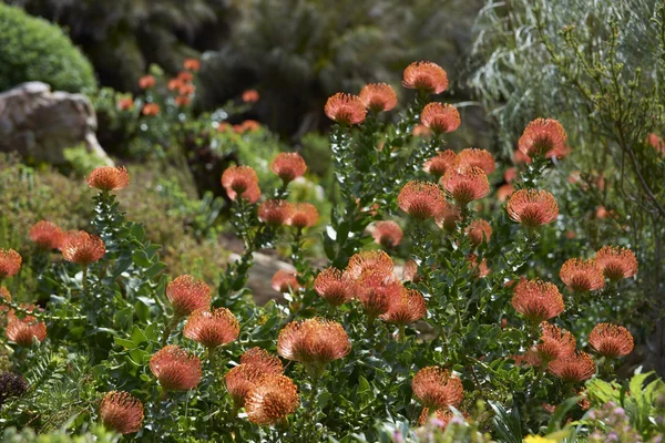 Flores de Protea roja — Foto de Stock