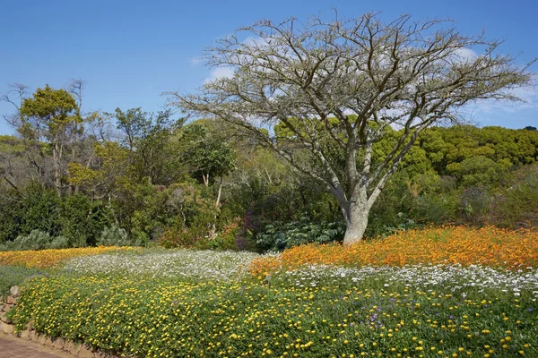 Kirstenbosch. — Foto de Stock