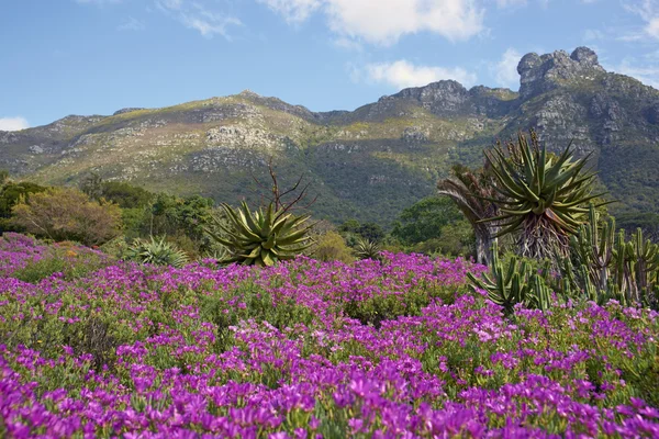 KIRSTENBOSCH Ulusal botanik bahçeleri
