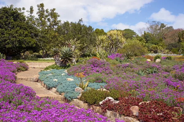 KIRSTENBOSCH botanik bahçeleri