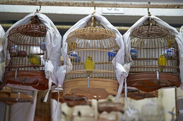 Caged birds — Stock Photo, Image