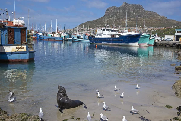 Cape pälssäl — Stockfoto