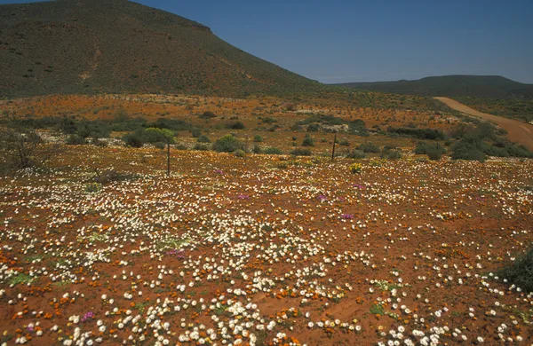 Tapete de flores do deserto — Fotografia de Stock