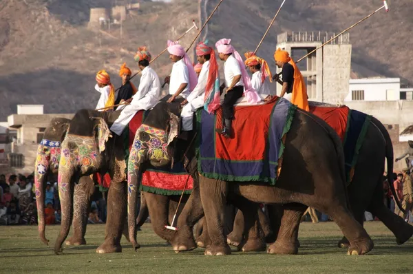 Elefante polo — Foto de Stock