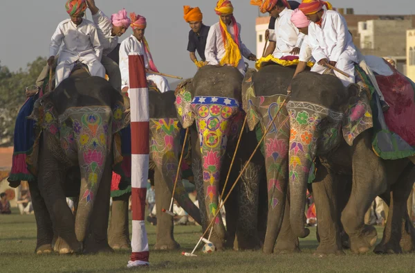 Elefante polo — Foto de Stock