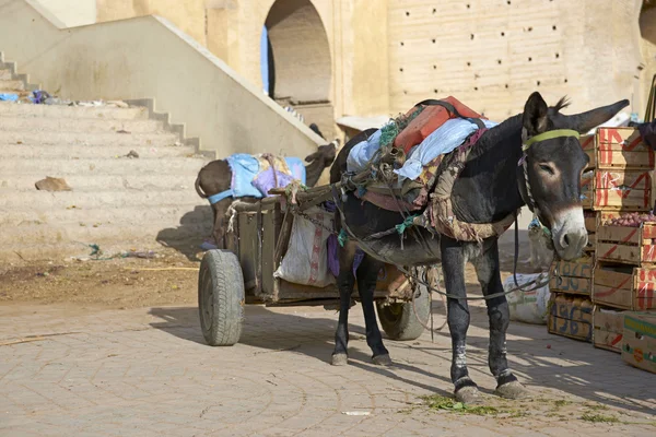 ロバの荷車 — ストック写真