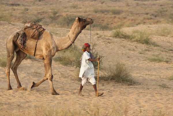 Na veletrhu pushkar velbloud — Stock fotografie