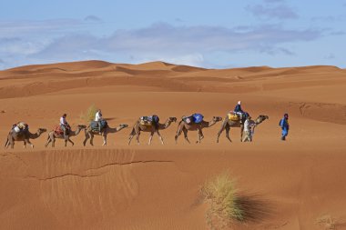 Sahra deve safari