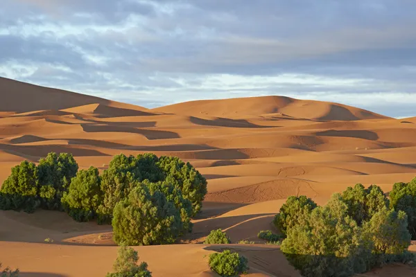 La vida en el desierto — Foto de Stock