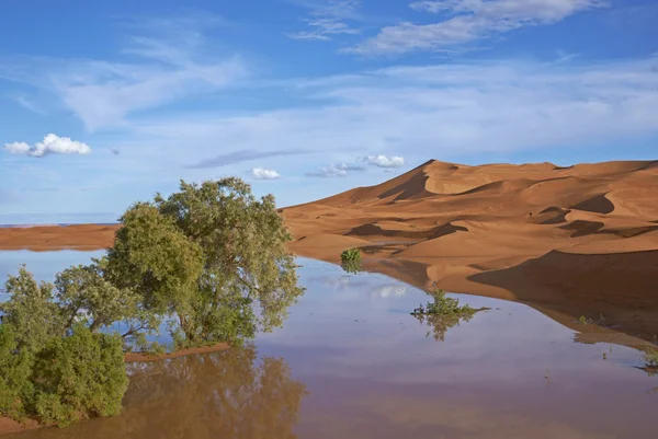 Reflecties in de woestijn — Stockfoto