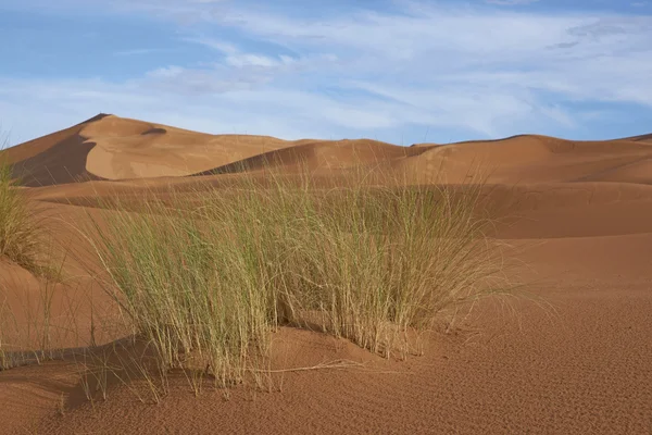 Woestijn gras — Stockfoto