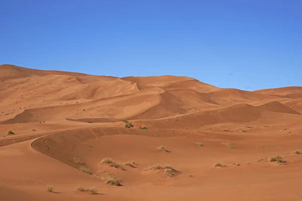 Písečné duny v sahara — Stock fotografie