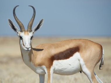 Springbok