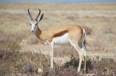 Springbok