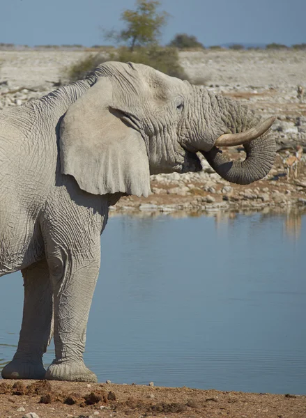 Waterhole — Stock Photo, Image