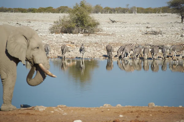 Waterhole — Stock fotografie