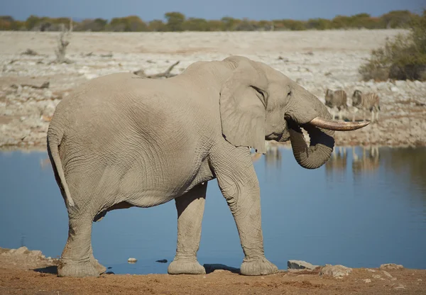 Waterhole — Stock Photo, Image