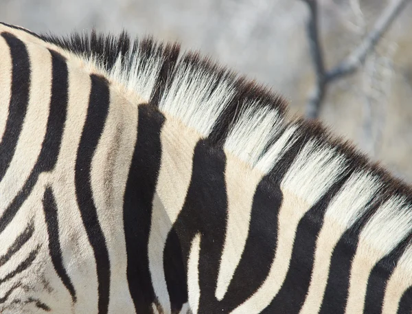 Zebra Stripes — Stock Photo, Image