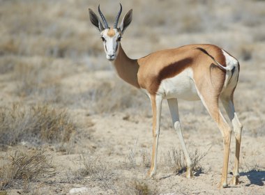 Springbok