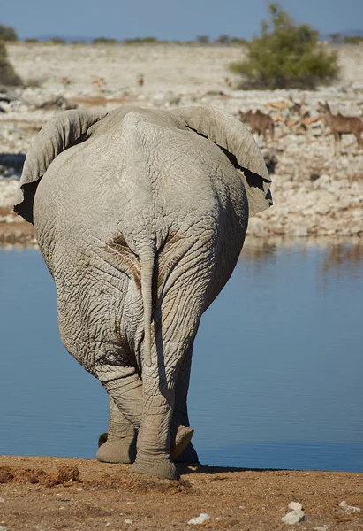 Piernas cruzadas elefante — Foto de Stock