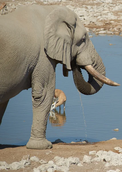 Afrikanisches Wasserloch — Stockfoto