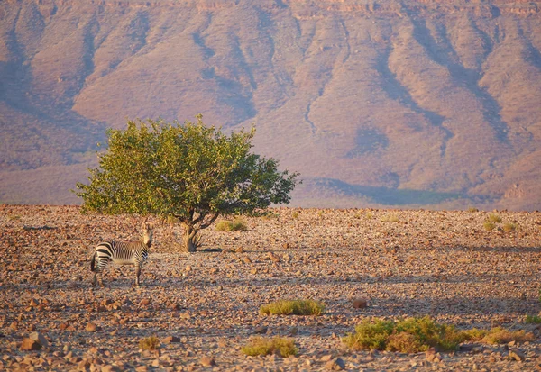 Horská zebra — Stock fotografie