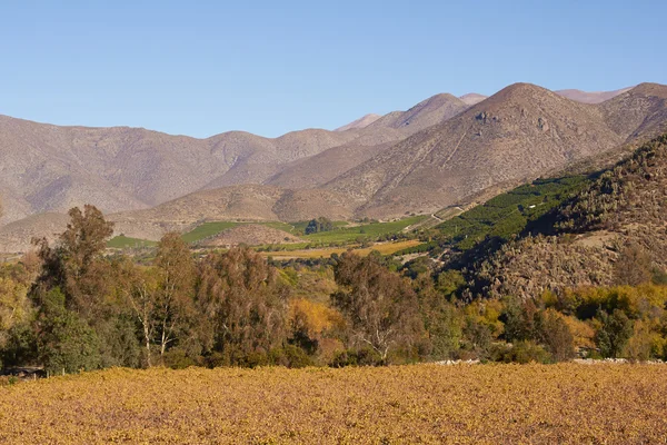 智利的葡萄园 — 图库照片