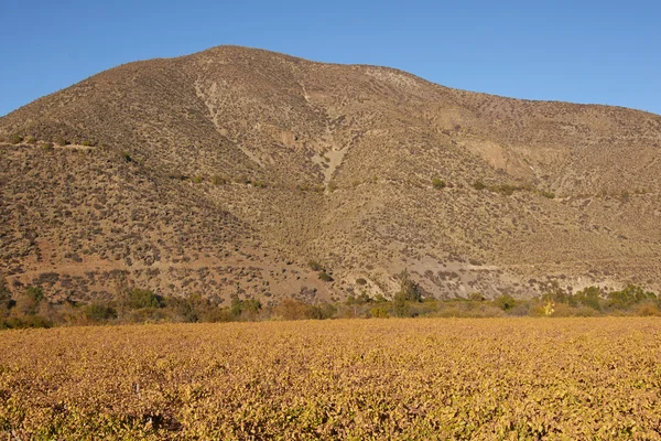 Vineyards of Chile — Stock Photo, Image