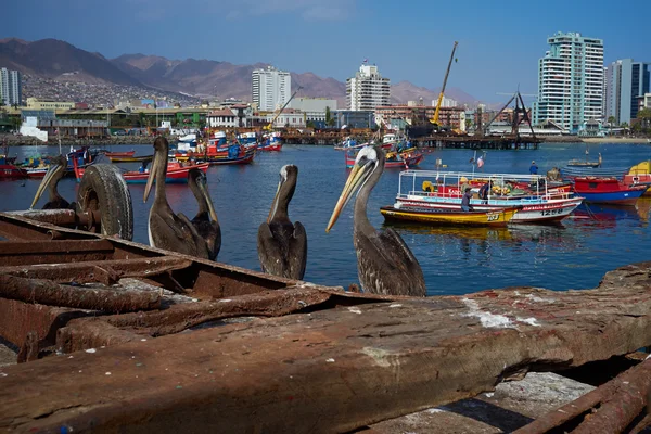 Pelicans sul Dockside — Foto Stock