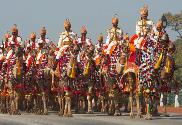 Camellos en desfile —  Fotos de Stock