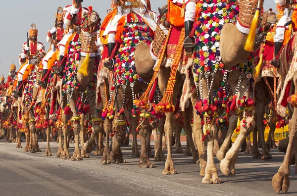 Верблюды на параде — стоковое фото