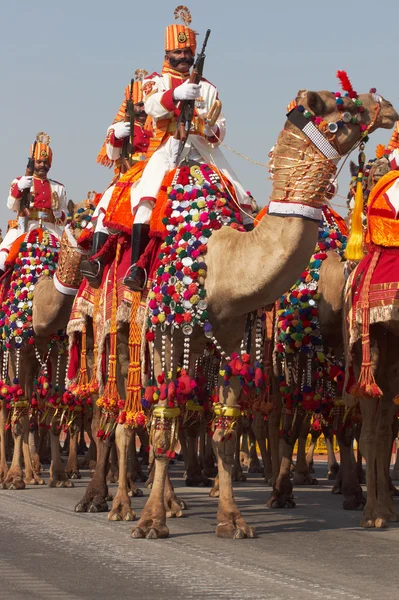 Верблюды на параде — стоковое фото